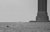 DSC_0143 (1)