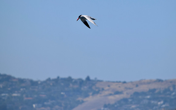 DSC_0039