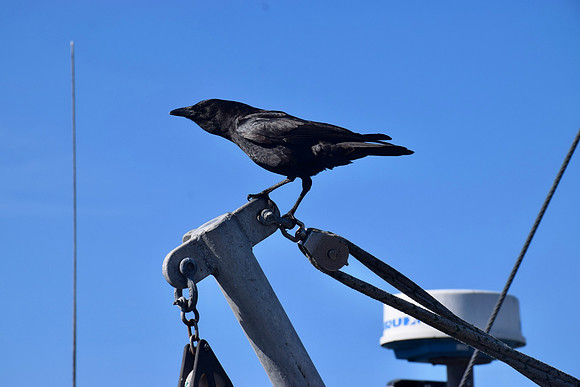 DSC_0040