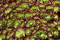 SF in Color 12