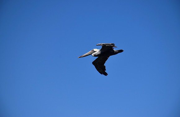 DSC_0093