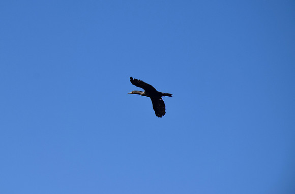 DSC_0031