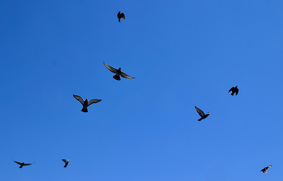 DSC_0065
