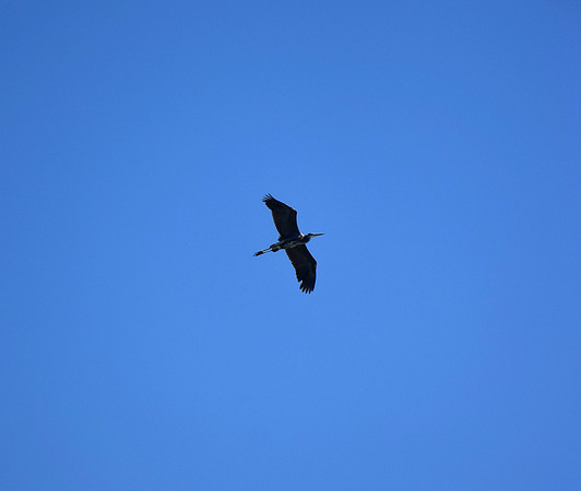 DSC_0096