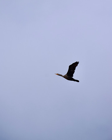 DSC_0114