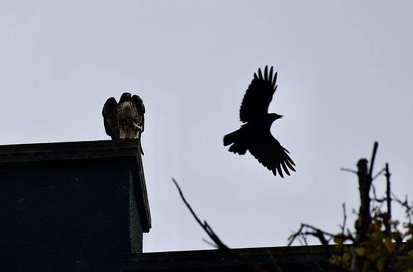 DSC_0083
