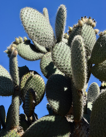 DSC_0090