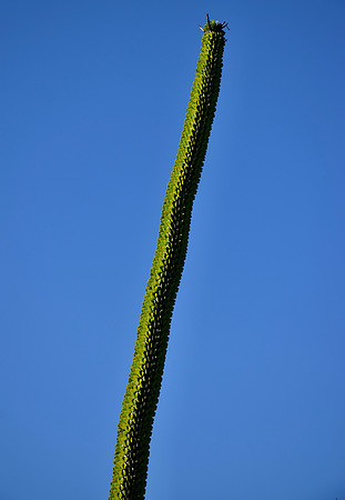 DSC_0098
