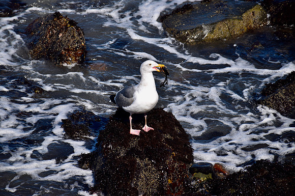 DSC_0007