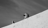 DSC_0035