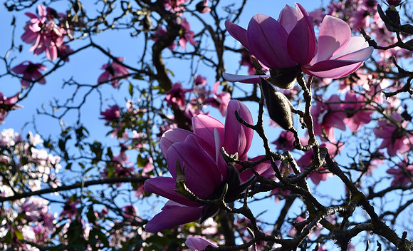 DSC_0004