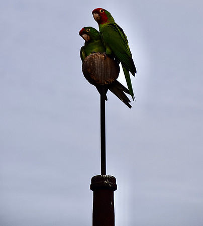 DSC_0187