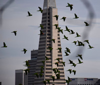 SF Pyramid