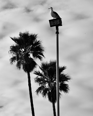 DSC_0397