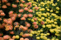 Flowers and Plants 2