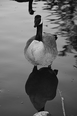 DSC_0025