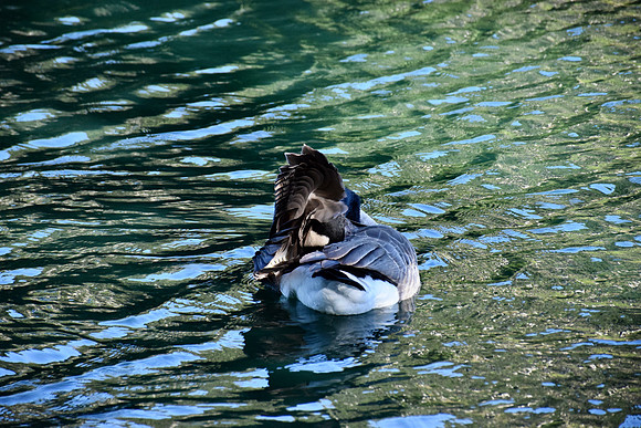 DSC_0065
