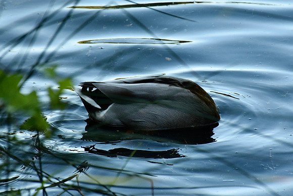 DSC_0087