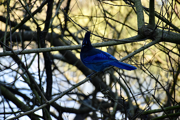 DSC_0110