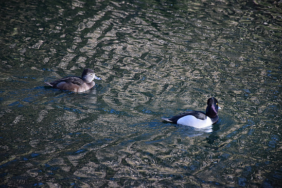 DSC_0104