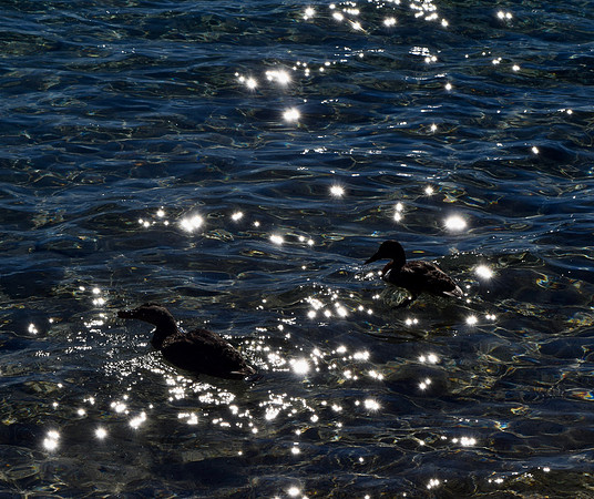 DSC_0061