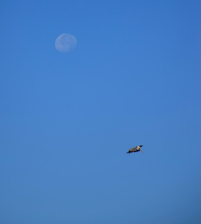 DSC_0731