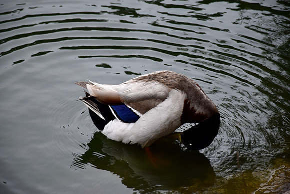 DSC_0041