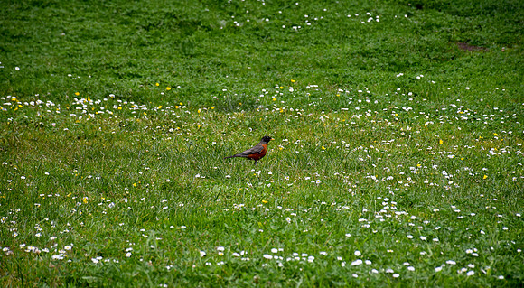 DSC_0085