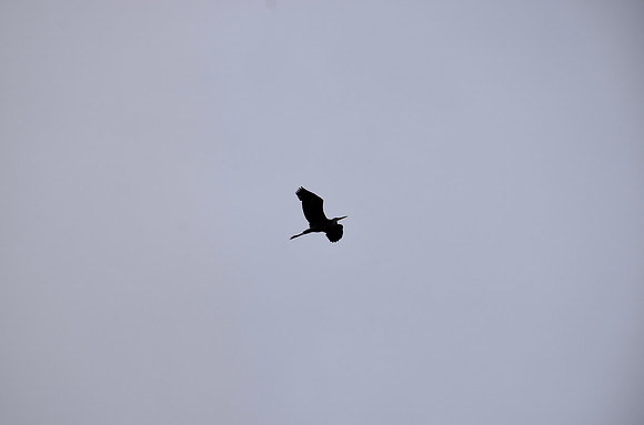 DSC_0138