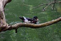 DSC_0072