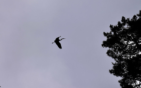 DSC_0052
