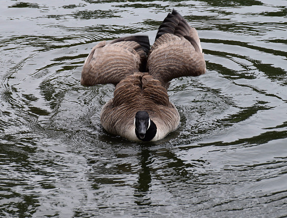 DSC_0170