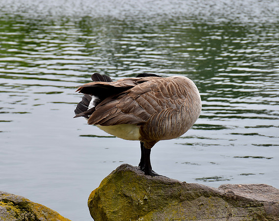 DSC_0126