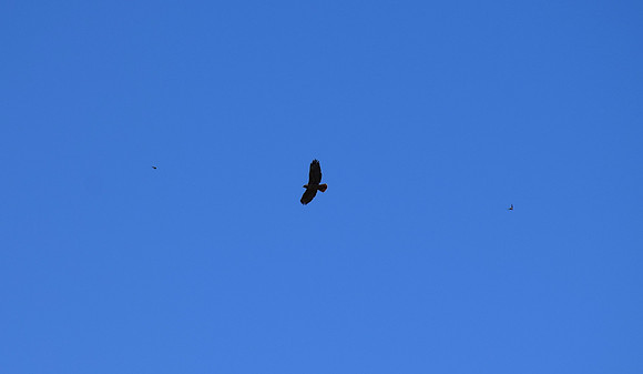 DSC_0007