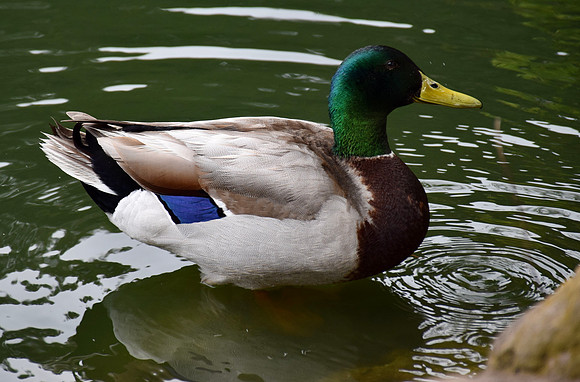 DSC_0043