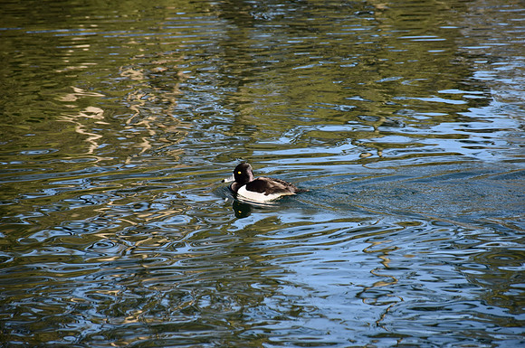 DSC_0017