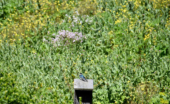DSC_0003