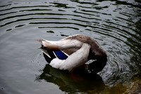 DSC_0041