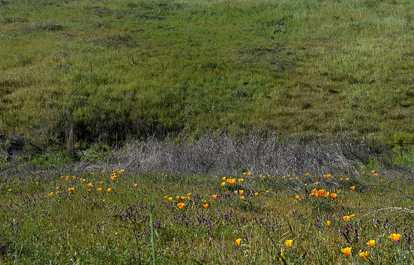 DSC_0136