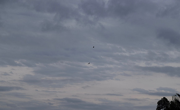 DSC_0170