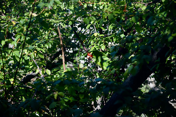 DSC_0045