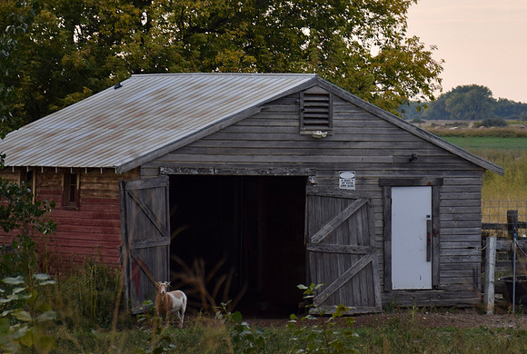 DSC_0262