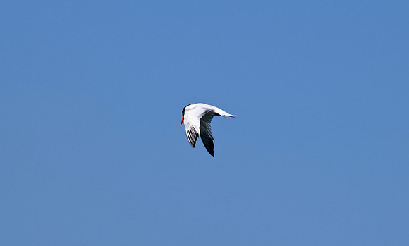 DSC_0086 (1)