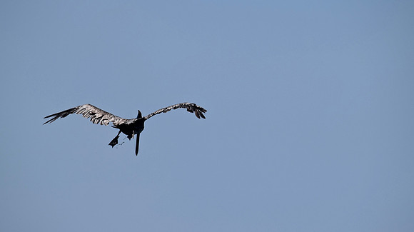 DSC_0207 (1)