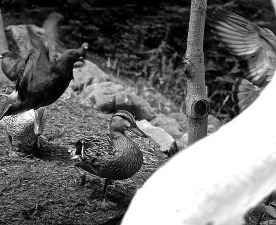 DSC_0010 (1)