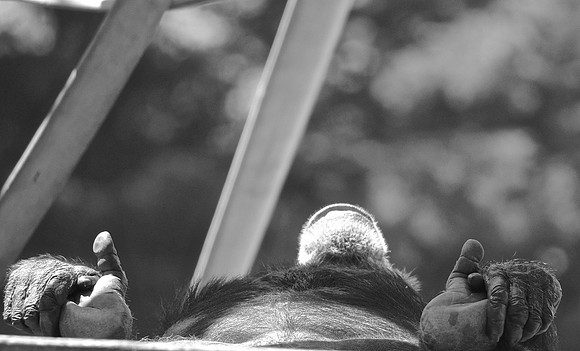 DSC_0068 (1)