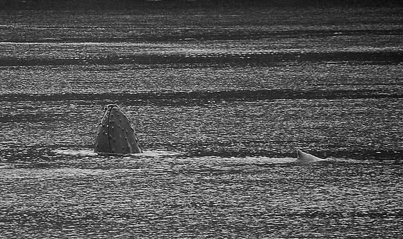 DSC_0250.JPG