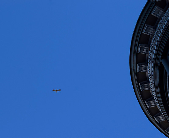 DSC_0003 (4)
