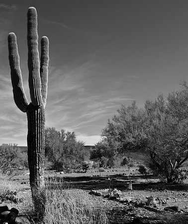DSC_0045 (1)
