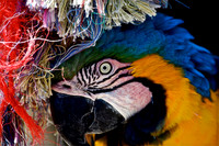 Just Parrots